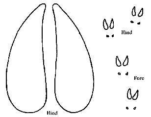 Animal Tracks ID